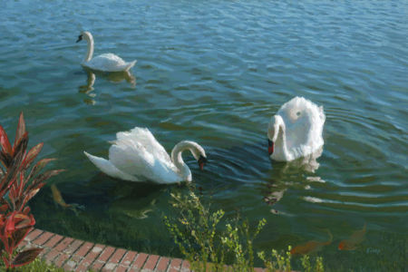 "Three Swans"
